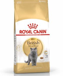 British shorthair adult
