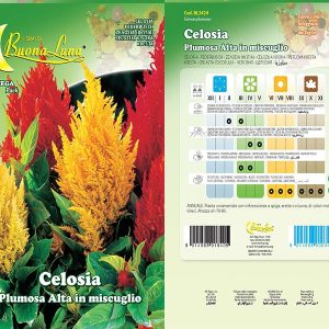 CELOSIA PLUMOSA ALTA - 3424
