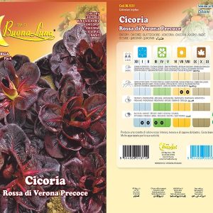 CICORIA ROSSA DI VERONA PRECOCE 1551