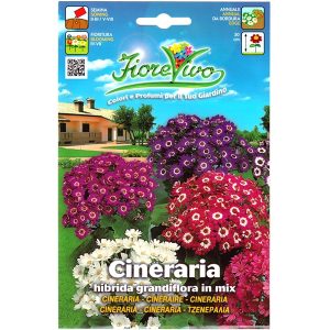 CINERARIA HIBRIDA GRANDIFL.MIX DB