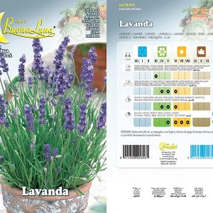 LAVANDA SEEDS 4075