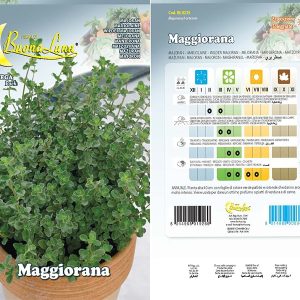 MAGGIORANNA SEEDS 4235