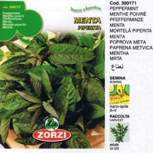 MENTA PIPERITA BTS