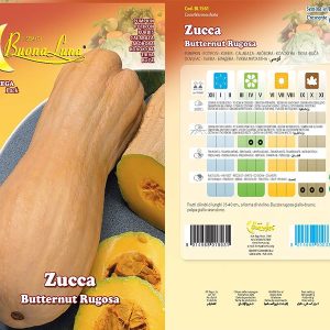 ZUCCA BUTTERNUT RUGOSA - 1561