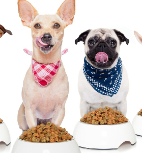 Dog Food