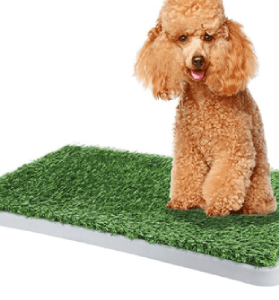 Dog Litter & House Training