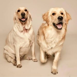 Dogs
