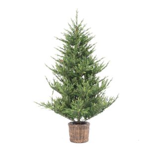 Spruce Tree in Pot